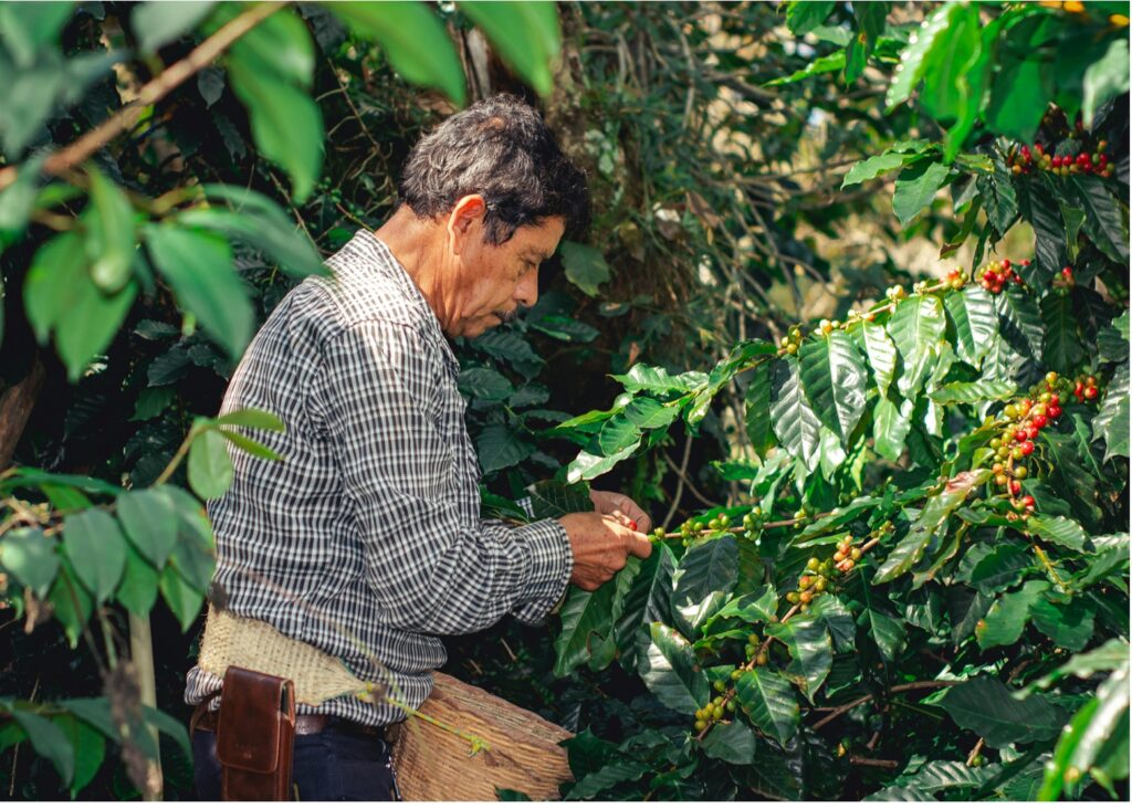 cafetero