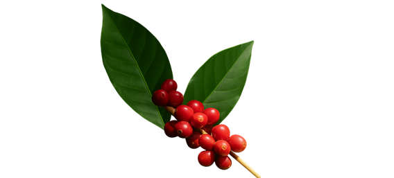 cafeto